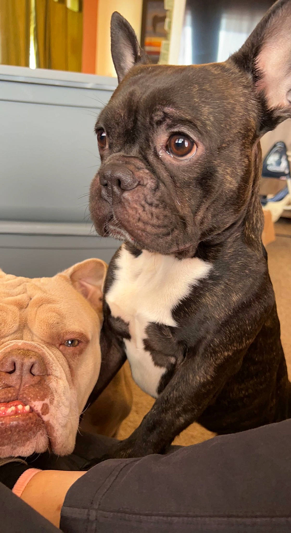 Cookie joined the competition — help win amazing prizes! bulldog, canidae, carnivore, collar, companion_dog, dog, dog_breed, dog_collar, ear, fawn, fur, molosser, non_sporting_group, snout, sporting_group, terrestrial_animal, toy_dog, whiskers, working_animal, wrinkle