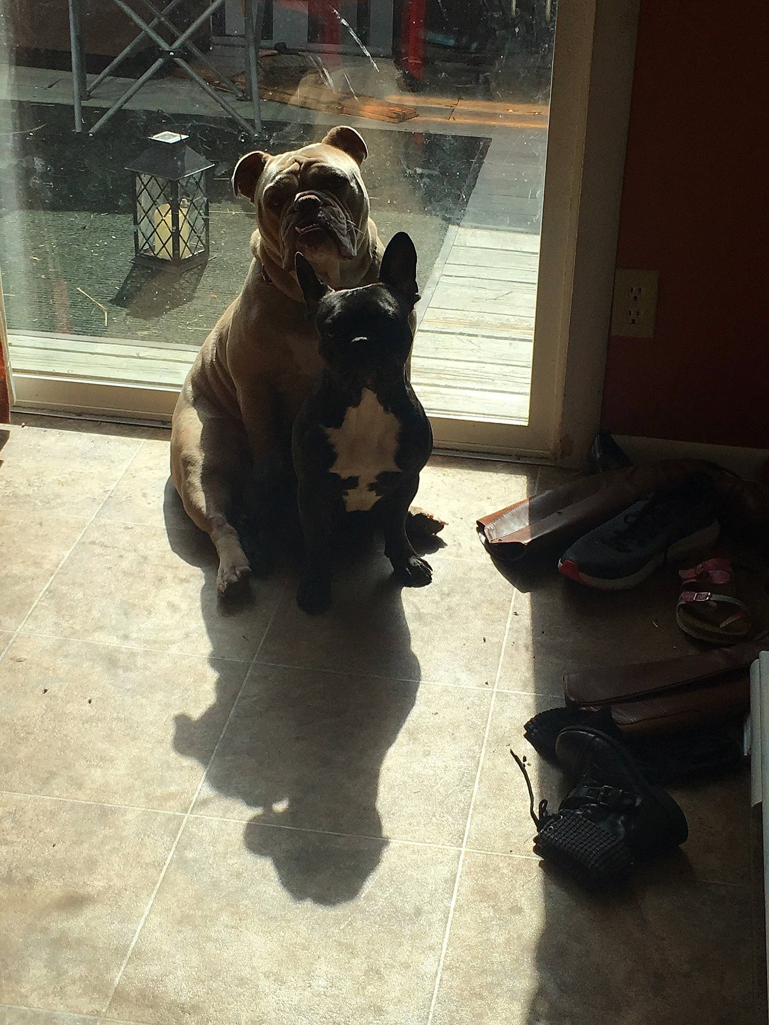 Cookie is registered to the contest to win money with this photo: bulldog, carnivore, companion_dog, dog, dog_breed, door, fawn, felidae, flooring, fur, guard_dog, luggage_and_bags, metal, snout, tail, terrestrial_animal, tints_and_shades, toy_dog, window, working_animal