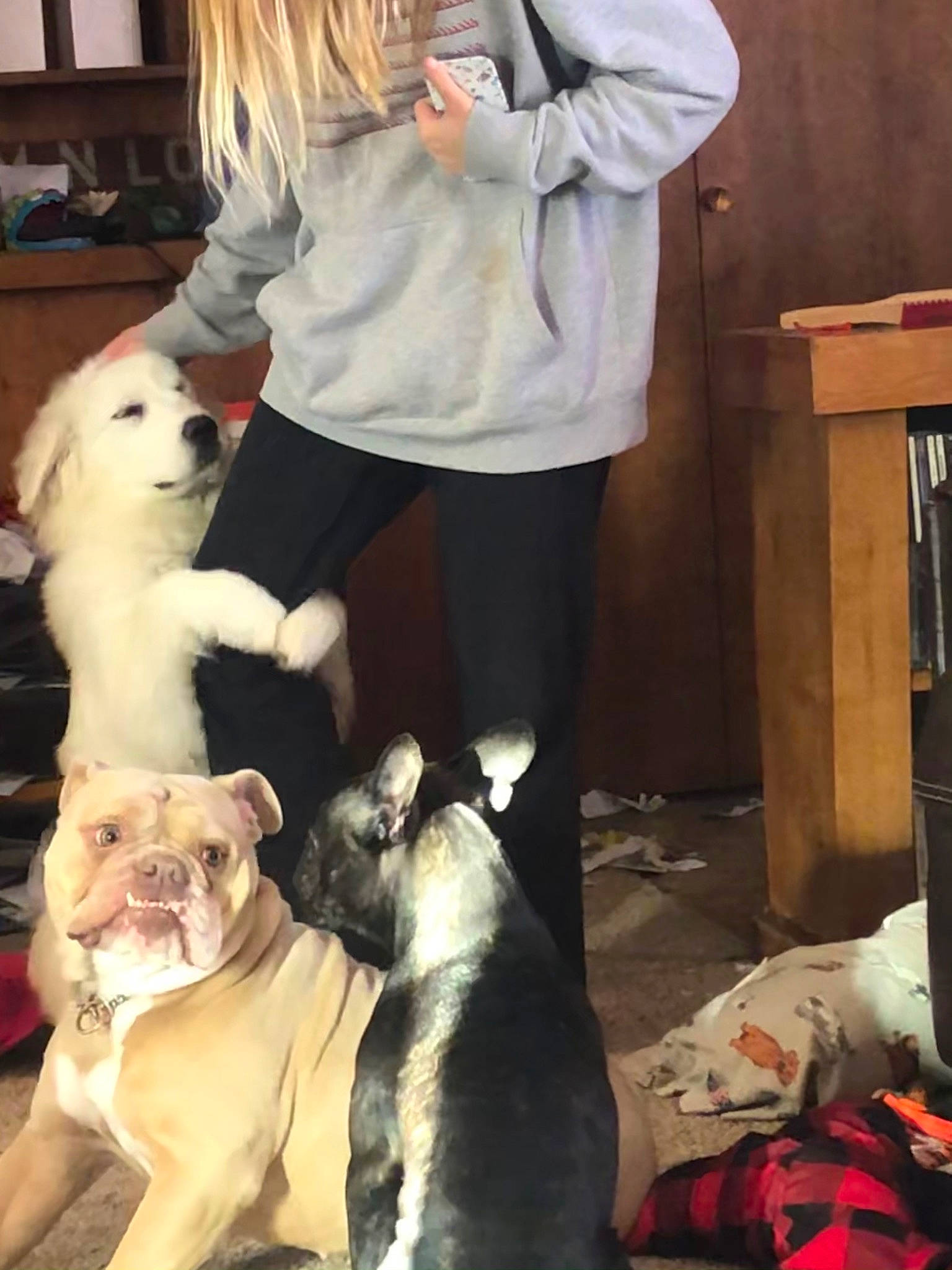 Jane is registered to the contest to win money with this photo: bag, bulldog, canidae, carnivore, companion_dog, dog, dog_breed, fawn, flooring, fur, luggage_and_bags, molosser, room, sitting, snapshot, snout, sporting_group, toy_dog, white, working_animal