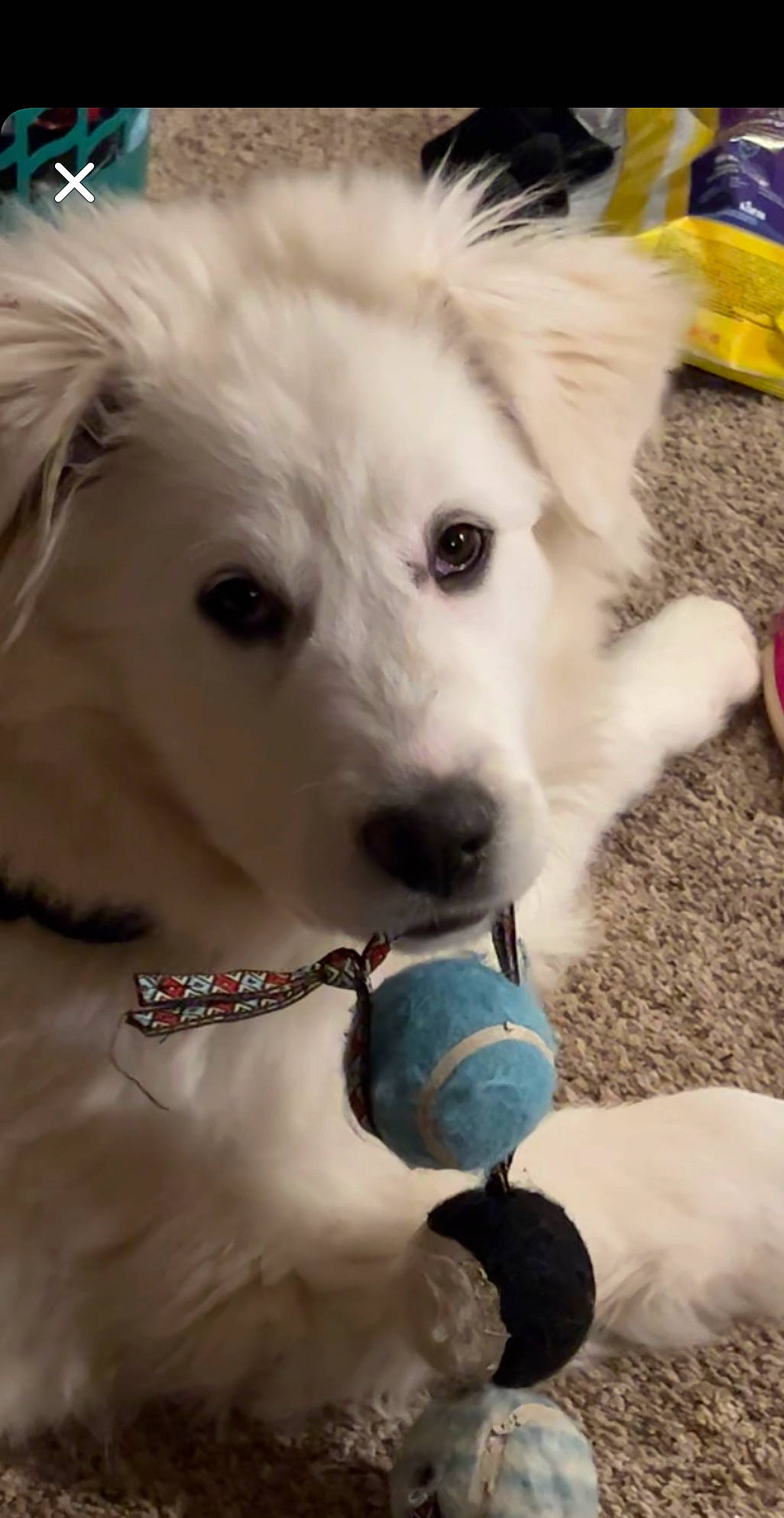 Jane joined the competition — help win amazing prizes! canidae, carnivore, clock, companion_dog, dog, dog_breed, dog_collar, fur, happy, mammal, non_sporting_group, photography, puppy, snout, sporting_group, toy_dog, whiskers, white, working_animal