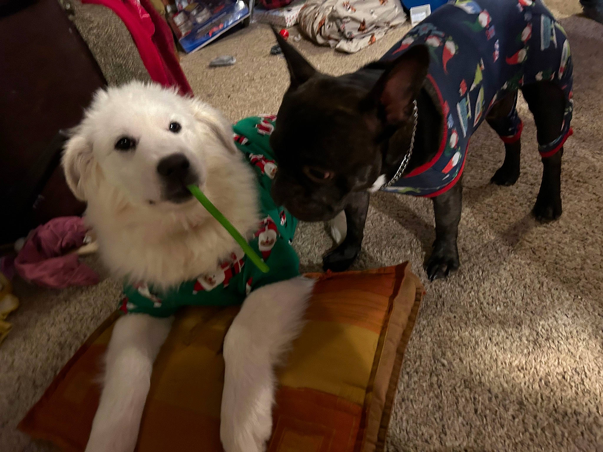 Jane is registered to the contest to win money with this photo: canidae, carnivore, collar, companion_dog, dog, dog_breed, dog_clothes, dog_collar, dog_supply, fashion_accessory, fawn, fur, leash, pet_supply, small_terrier, snout, sporting_group, terrier, toy_dog, working_animal