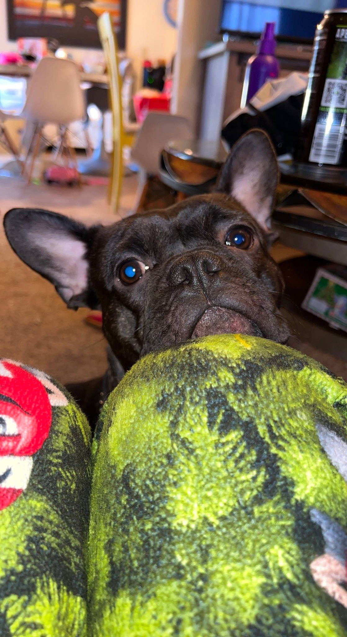 Loki is registered to the contest to win money with this photo: bulldog, canidae, carnivore, companion_dog, dog, dog_breed, ear, event, fawn, french_bulldog, fur, grass, mammal, snout, sporting_group, terrestrial_animal, toy_dog, vertebrate, whiskers, working_animal