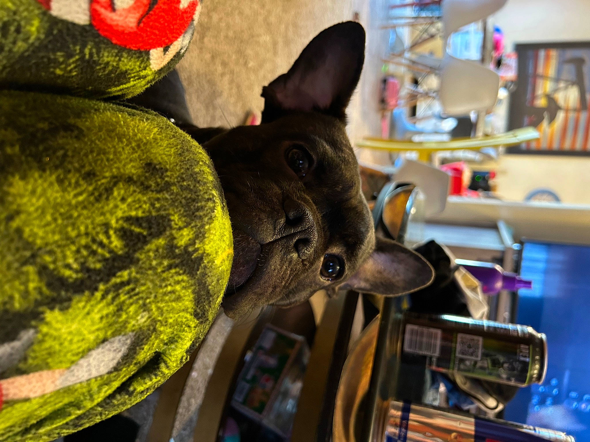 Loki is registered to the contest to win money with this photo: automotive_tire, bookcase, cap, costume, costume_hat, dinosaur, engineering, fashion_accessory, fawn, fictional_character, fur, hat, helmet, horse_tack, machine, metal, personal_protective_equipment, shelf, snout, working_animal