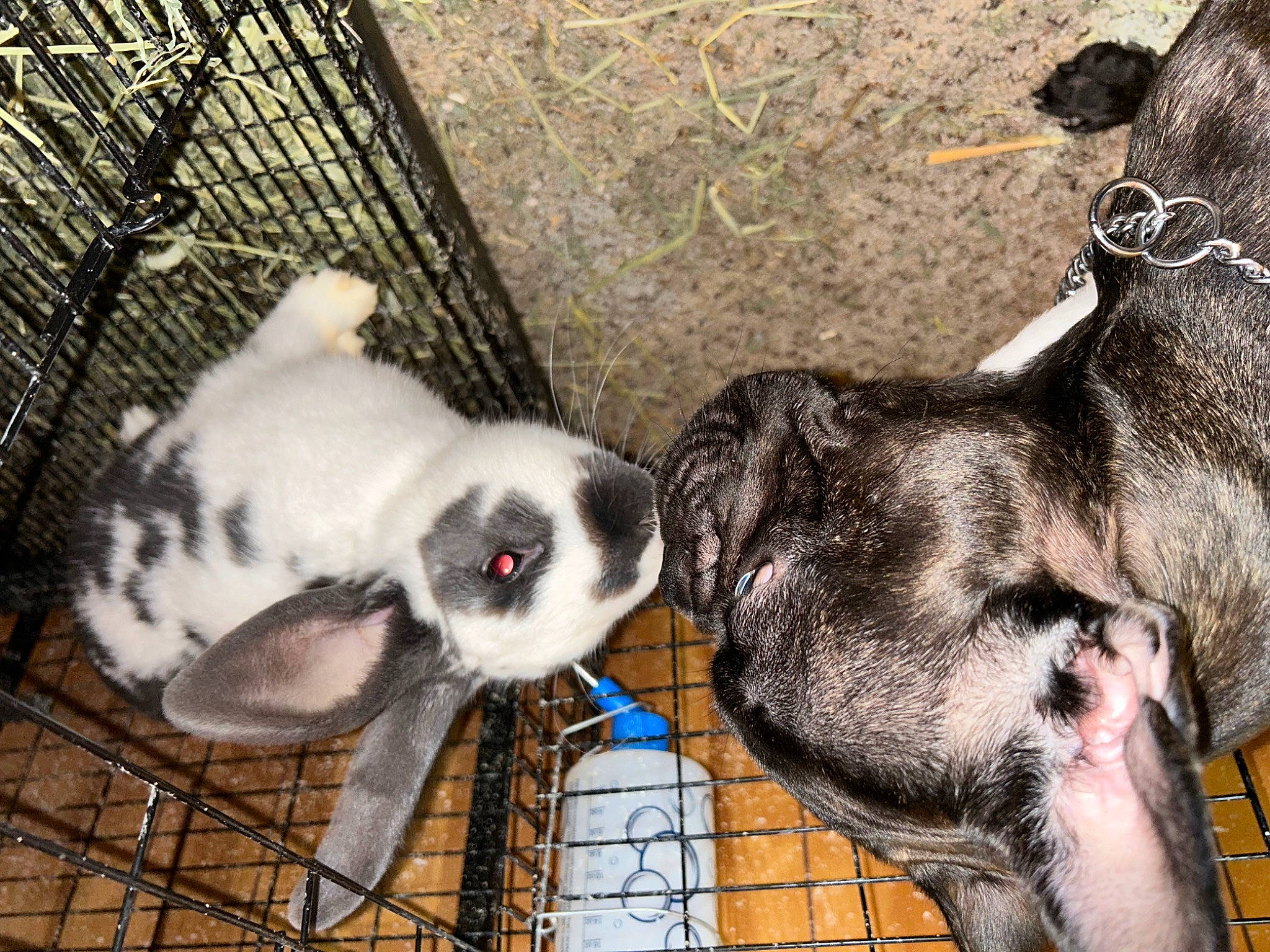 Loki joined the competition — help win amazing prizes! animal_shelter, canidae, carnivore, comfort, companion_dog, dog_breed, fawn, fur, mammal, mesh, pet_supply, rabbit, service, snout, sporting_group, tail, terrestrial_animal, vertebrate, whiskers, working_animal