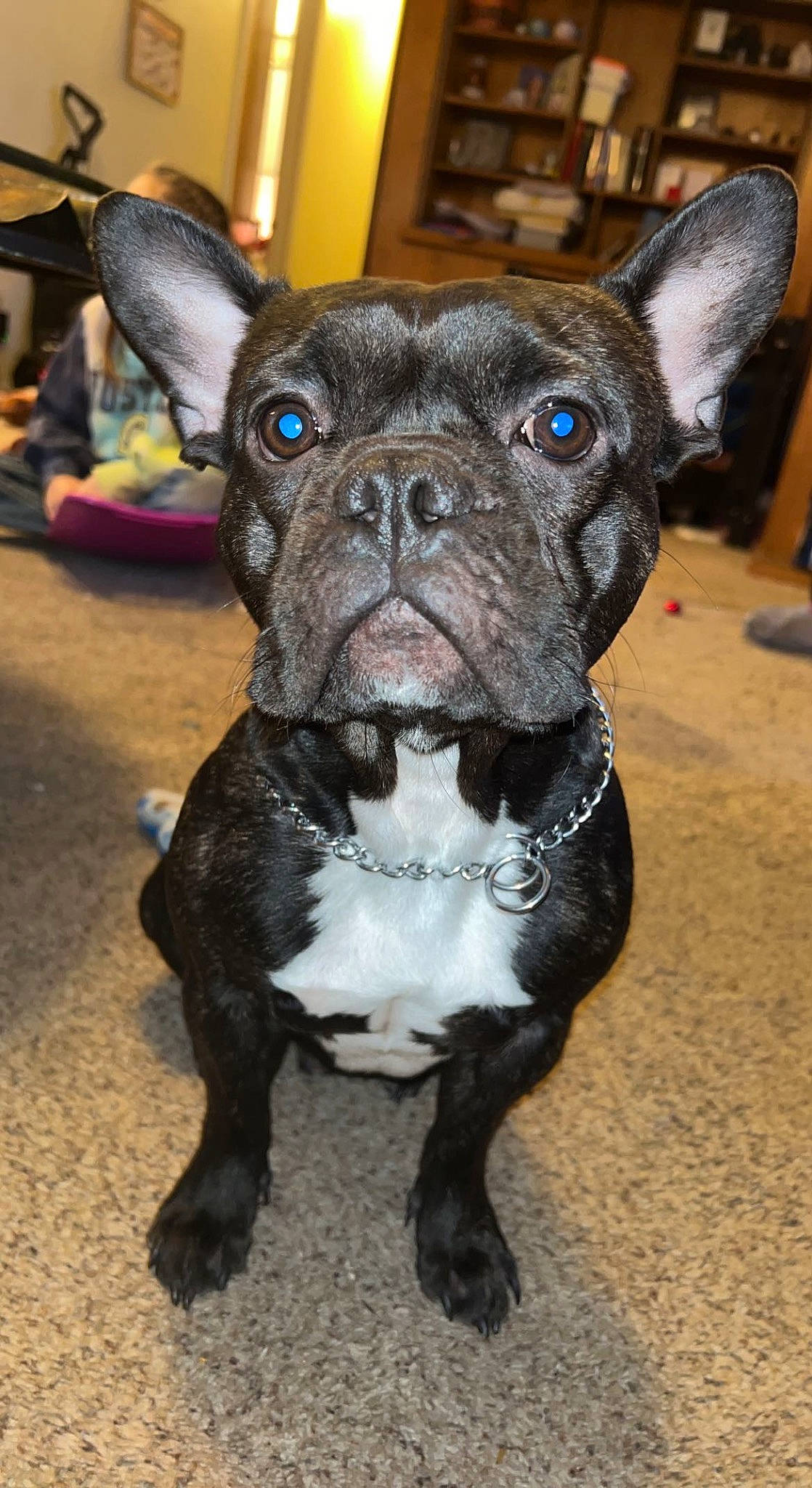 Loki is registered to the contest to win money with this photo: bulldog, canidae, carnivore, collar, companion_dog, dog, dog_breed, dog_collar, ear, fawn, french_bulldog, fur, non_sporting_group, snout, sporting_group, terrestrial_animal, toy_dog, whiskers, working_animal