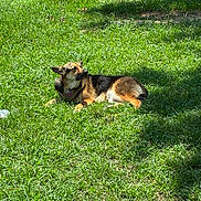 Heidi joined the competition — help win amazing prizes! dog, german_shepherd, grass, lawn, outdoor, sunlight, pet, animal, fence, relaxed, lying_down, nature, canine, domestic_animal, shadow, summer, daytime, collar, fur, peaceful