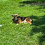 dog, german_shepherd, grass, lawn, outdoor, sunlight, pet, animal, fence, relaxed, lying_down, nature, canine, domestic_animal, shadow, summer, daytime, collar, fur, peaceful