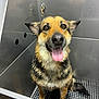 Heidi is registered to the contest to win money with this photo: dog, wet, tongue_out, happy, pet, canine, bath, wash_station, metal, ears, fur, brown, black, sitting, floor, animal, friendly, indoors, looking_up, smiling