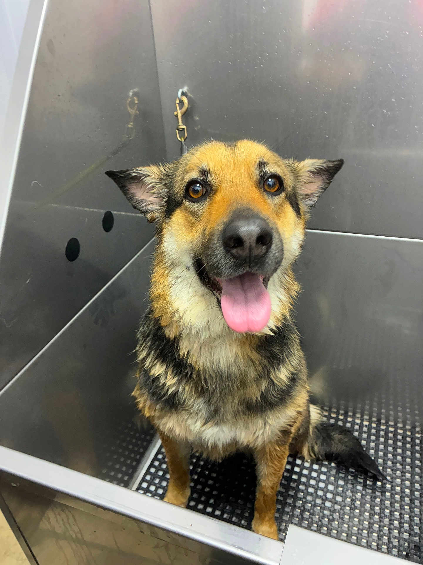 Heidi is registered to the contest to win money with this photo: dog, wet, tongue_out, happy, pet, canine, bath, wash_station, metal, ears, fur, brown, black, sitting, floor, animal, friendly, indoors, looking_up, smiling