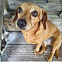 dog, small_dog, brown_dog, pet, dachshund, sitting, wooden_deck, planks, close_up, face, big_eyes, nose, paws, ears, whiskers, curious, portrait, outdoor, domestic_animal, companion