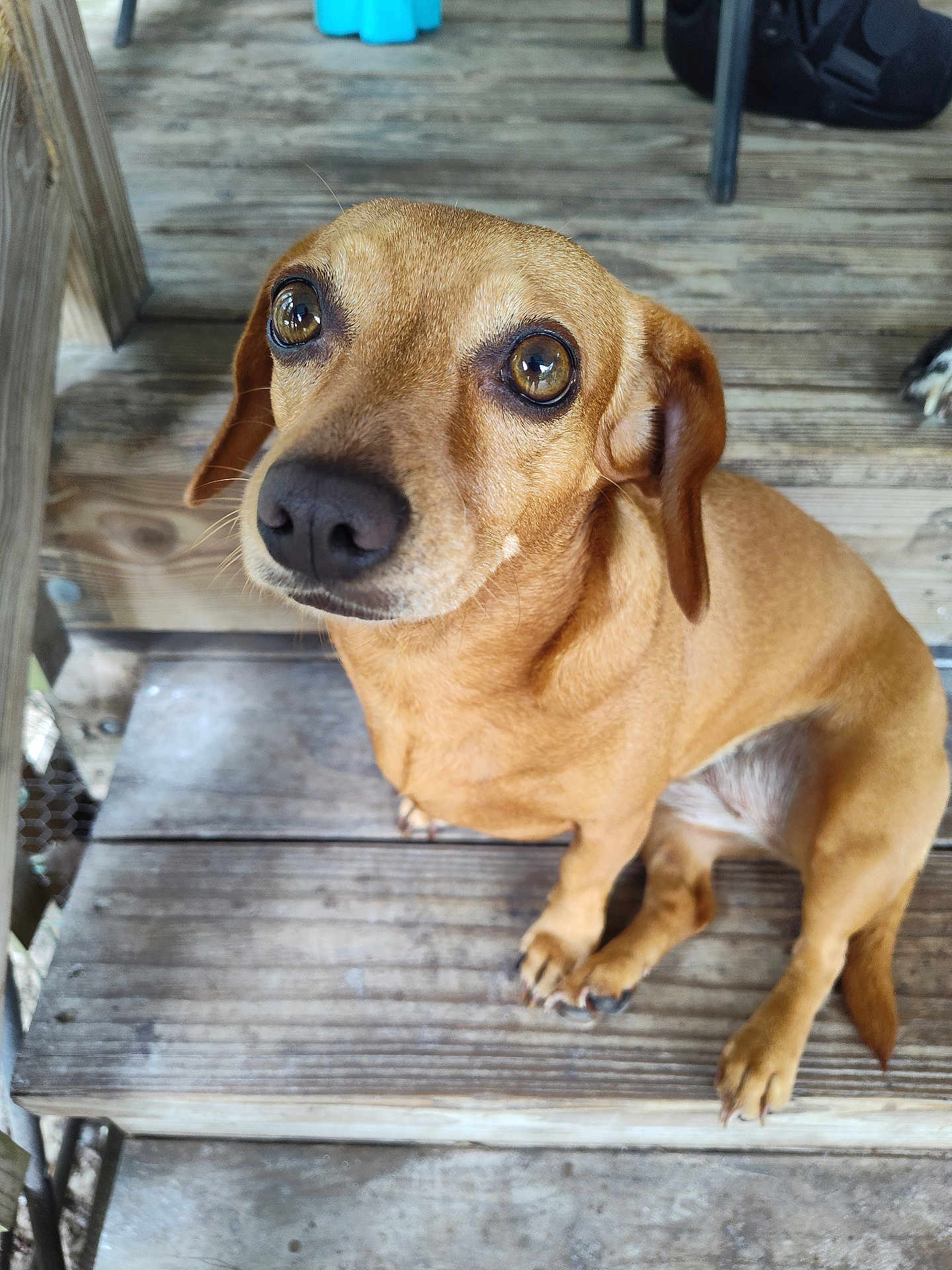 Reba joined the competition — help win amazing prizes! dog, small_dog, brown_dog, pet, dachshund, sitting, wooden_deck, planks, close_up, face, big_eyes, nose, paws, ears, whiskers, curious, portrait, outdoor, domestic_animal, companion