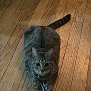 Sora joined the competition — help win amazing prizes! cat, tabby_cat, loaf, hardwood_floor, shoelace, collar, bell, whiskers, ears, tail, paws, indoor, pet, feline, stripes, brown_fur, looking_at_camera, playful, wide_eyes, domestic_cat