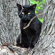 Blue Boy joined the competition — help win amazing prizes! black_cat, tree, nature, animal, outdoor, wildlife, branch, fur, yellow_eyes, perched, wood, close_up, sitting, forest, mammal, alert, daylight, cat_face, tree_bark, twig