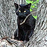 black_cat, tree, nature, animal, outdoor, wildlife, branch, fur, yellow_eyes, perched, wood, close_up, sitting, forest, mammal, alert, daylight, cat_face, tree_bark, twig