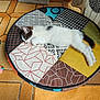 cat, kitten, sleeping, resting, patchwork_cushion, round_cushion, tile_floor, indoor, cozy, white_fur, black_spots, relaxation, pet, animal, home, cute, soft_fur, quiet, comfort, nap