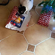 Maya participe au concours pour gagner de l'argent avec cette photo : animal, black_and_white, cat, christmas, christmas_tree, curious, domestic_cat, festive, floor_tiles, gift_wrapping, holiday, holiday_decor, indoor, package, party_mix, pet, snack, tile_floor, treats, wrapped_presents