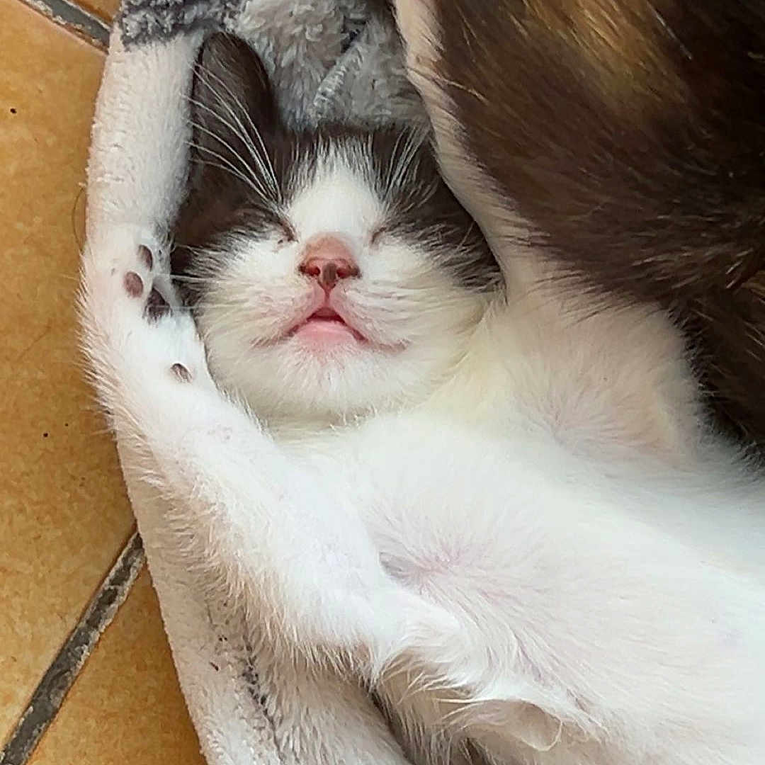 Maya a rejoint le concours — aidez-le/la à gagner de superbes lots ! animal, blanket, cat, closeup, comfort, cozy, cute, floor, friendship, fur, indoors, kitten, paw, pet, relaxation, resting, sleeping, snuggle, soft, tile