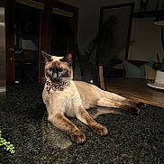 Kizzy joined the competition — help win amazing prizes! animal, bell, bow_tie, cat, countertop, cozy, dim_lighting, domestic, feline, granite, indoor, leopard_print, paws, pet, plant, relaxed, siamese_cat, table, whiskers, wooden_furniture