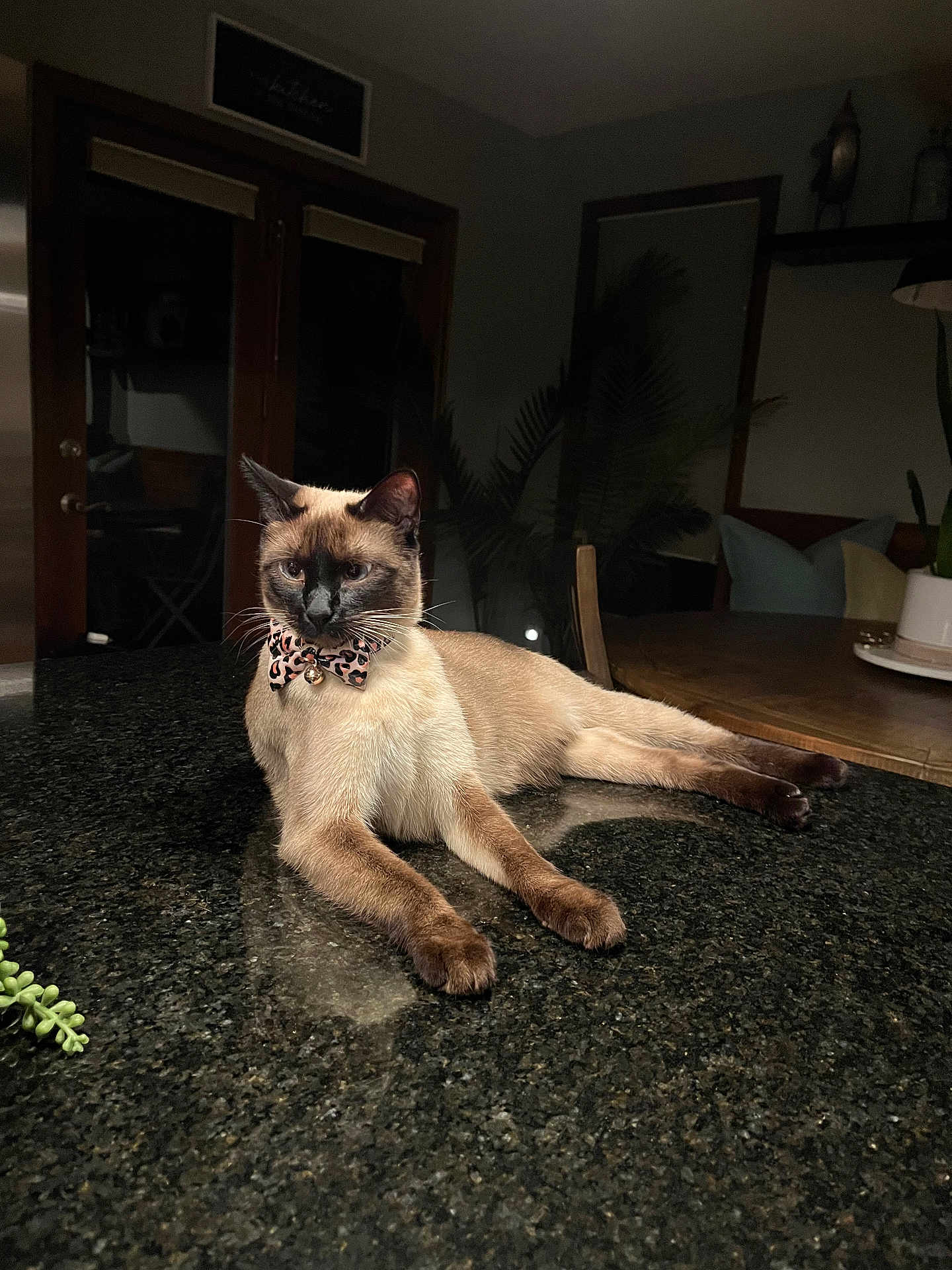 Kizzy joined the competition — help win amazing prizes! animal, bell, bow_tie, cat, countertop, cozy, dim_lighting, domestic, feline, granite, indoor, leopard_print, paws, pet, plant, relaxed, siamese_cat, table, whiskers, wooden_furniture