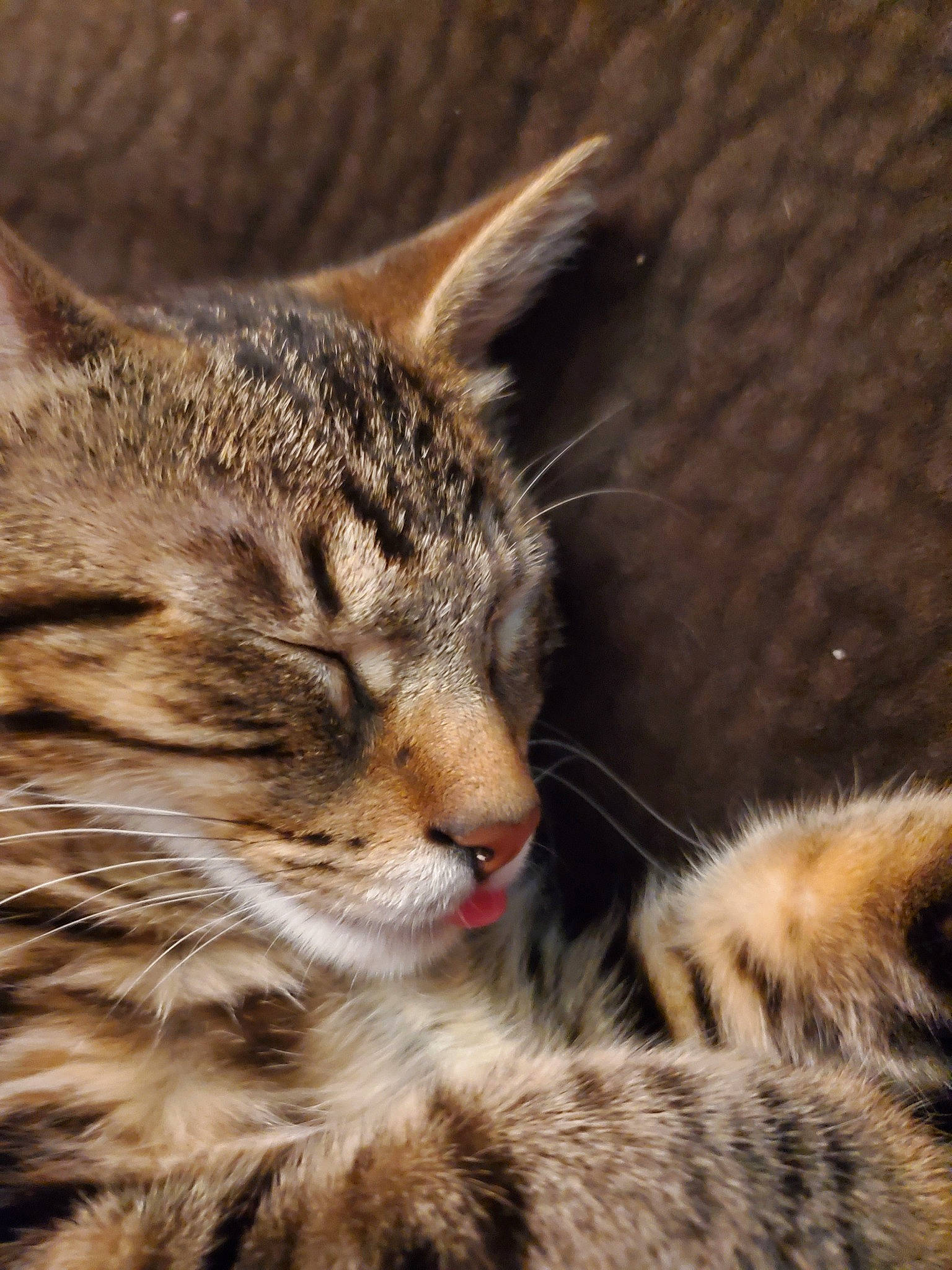 Theon is registered to the contest to win money with this photo: asian, bengal, carnivore, cat, close_up, dragon_li, egyptian_mau, european_shorthair, felidae, fur, kitten, mammal, ocicat, pixie_bob, small_to_medium_sized_cats, snout, tabby_cat, vertebrate, whiskers, wild_cat