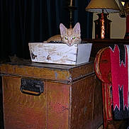 Butterscotch is registered to the contest to win money with this photo: cat, orange_tabby, wooden_box, wooden_chest, vintage_lamp, knitted_blanket, cat_pattern, furniture, indoor, living_room, decor, resting_cat, shadow, cozy, fabric, colorful, old_wood, quiet, pet, feline