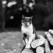 Kaiser participe au concours pour gagner de l'argent avec cette photo : cat, animal, wood, logs, stack, outdoor, nature, black_and_white, bokeh, fur, pet, mammal, sitting, tree, wildlife, closeup, portrait, whiskers, eyes, forest