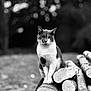 cat, animal, wood, logs, stack, outdoor, nature, black_and_white, bokeh, fur, pet, mammal, sitting, tree, wildlife, closeup, portrait, whiskers, eyes, forest
