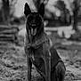 dog, german_shepherd, outdoor, animal, pet, grass, nature, portrait, black_and_white, sitting, tongue_out, ears_up, canine, fur, muzzle, alert, eyes, blurred_background, daylight, companion