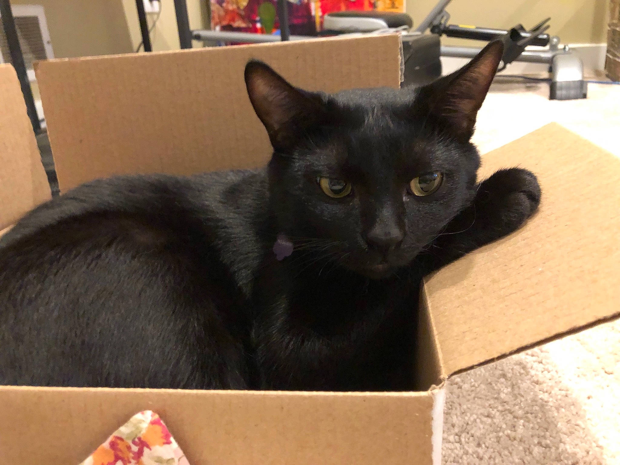 Blade joined the competition — help win amazing prizes! asian, black_cat, bombay, burmese, carnivore, cat, domestic_short_haired_cat, felidae, havana_brown, javanese, korat, mammal, oriental_shorthair, small_to_medium_sized_cats, vertebrate, whiskers