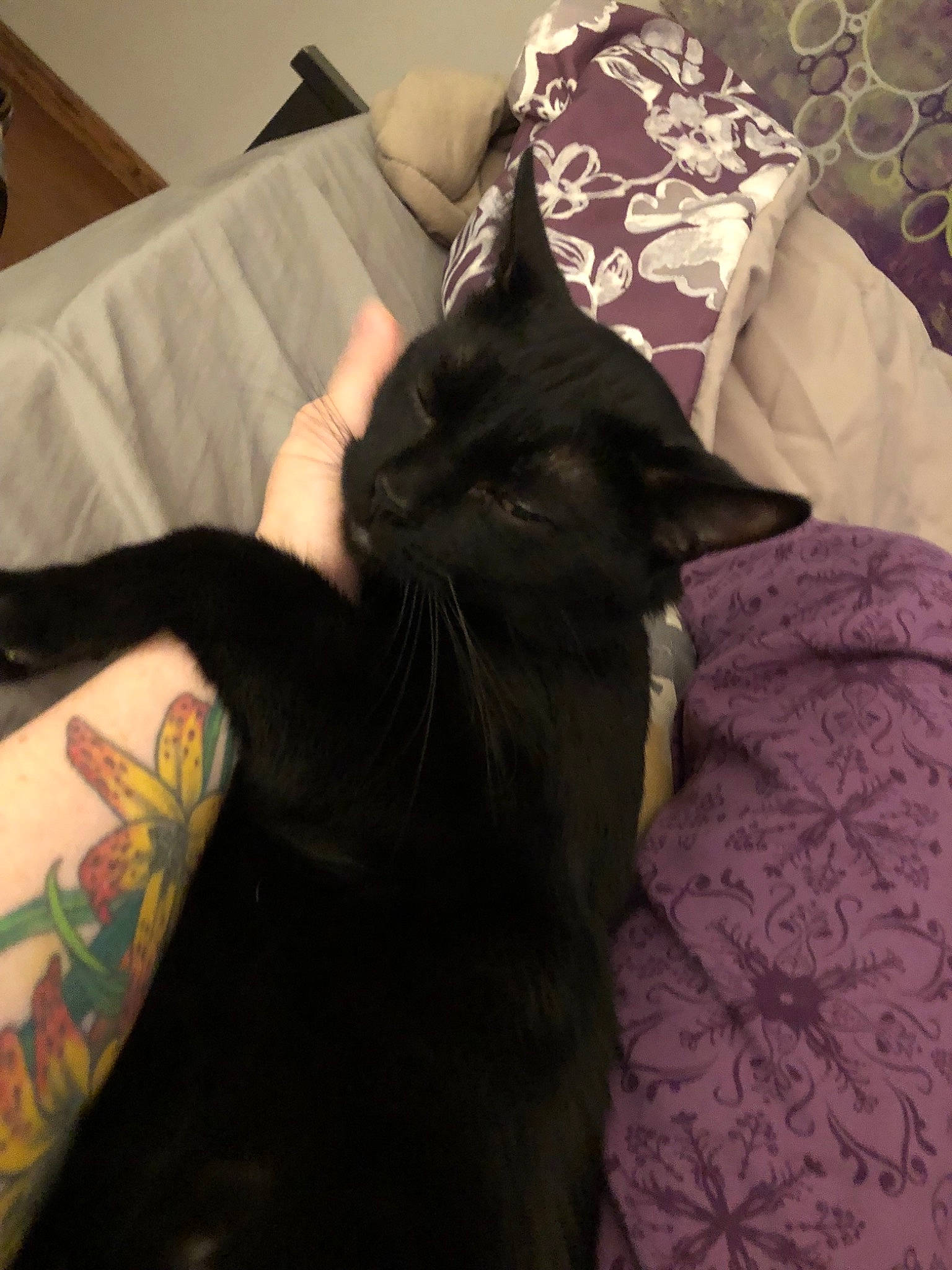 Blade is registered to the contest to win money with this photo: asian, black_cat, carnivore, cat, comfort, domestic_short_haired_cat, ear, felidae, kitten, leg, linens, nap, small_to_medium_sized_cats, whiskers