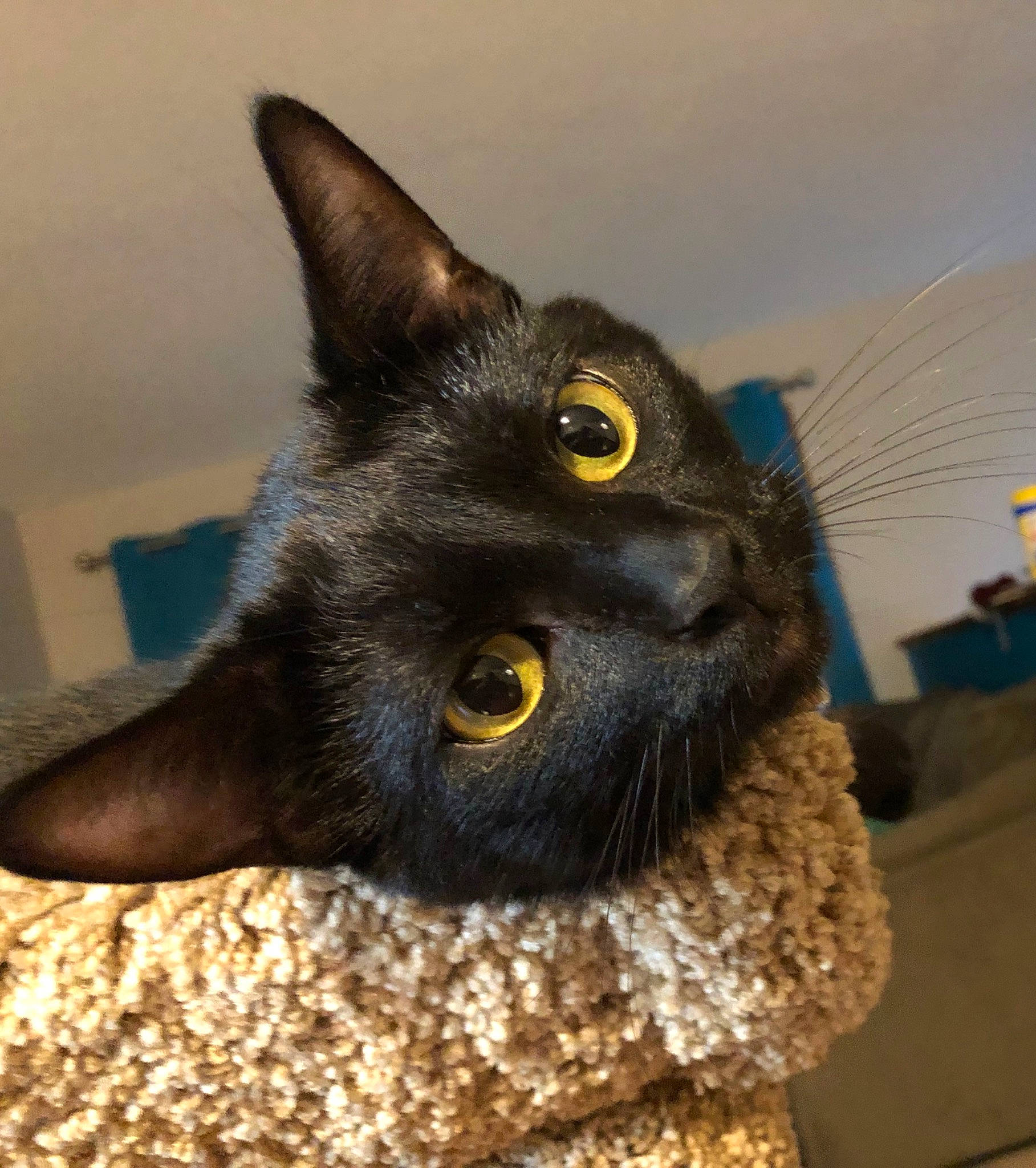 Blade is registered to the contest to win money with this photo: asian, black_cat, bombay, burmese, carnivore, cat, chartreux, domestic_short_haired_cat, eye, felidae, german_rex, havana_brown, korat, mammal, small_to_medium_sized_cats, snout, vertebrate, whiskers