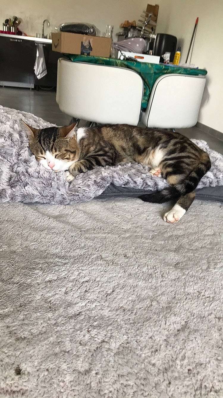 Choupy a rejoint le concours — aidez-le/la à gagner de superbes lots ! american_shorthair, carnivore, cat, domestic_short_haired_cat, european_shorthair, felidae, floor, flooring, fur, kitten, small_to_medium_sized_cats, tabby_cat, tail, whiskers