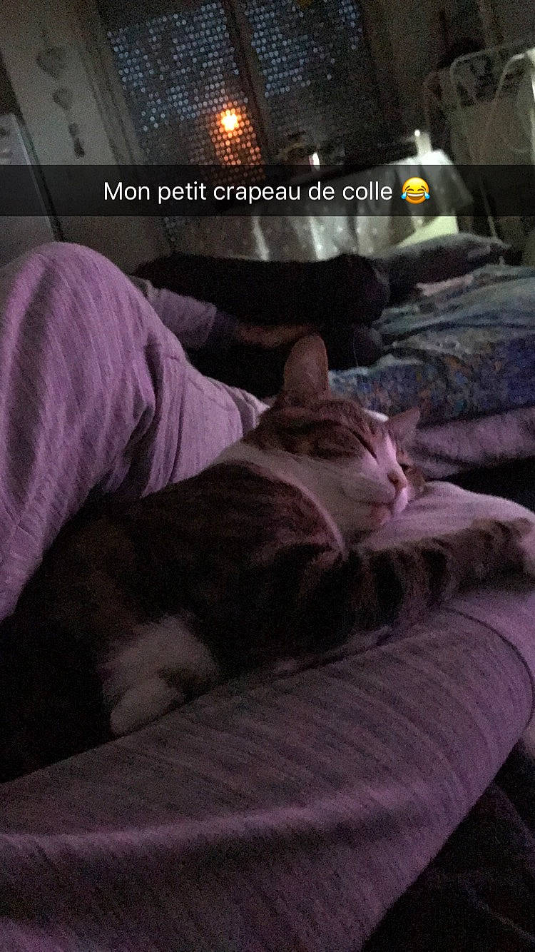 Choupy participe au concours pour gagner de l'argent avec cette photo : cat, comfort, felidae, furniture, human, leg, nap, photo_caption, purple, sleep, whiskers