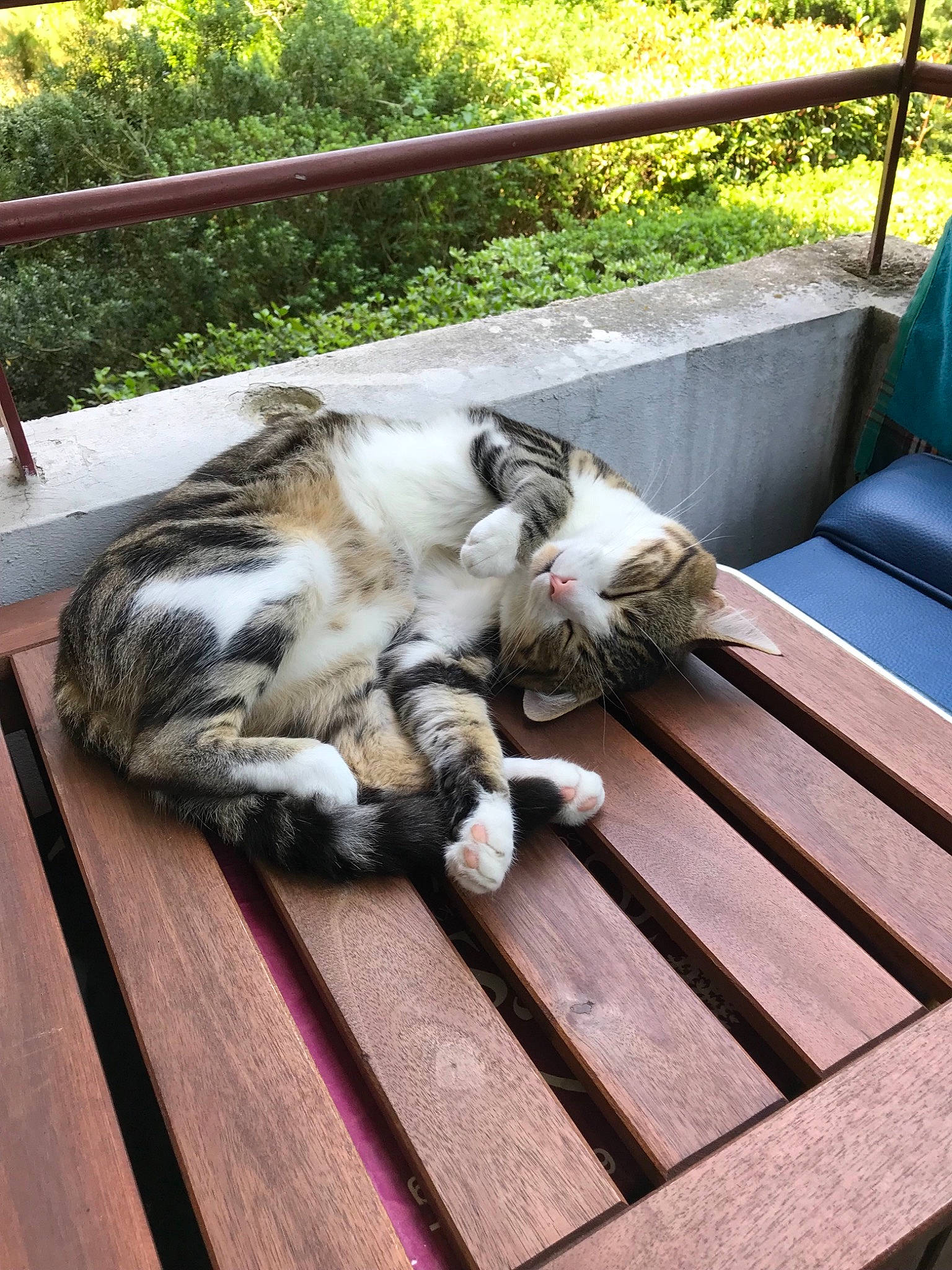 Choupy a rejoint le concours — aidez-le/la à gagner de superbes lots ! aegean_cat, carnivore, cat, domestic_short_haired_cat, european_shorthair, felidae, nap, plant, small_to_medium_sized_cats, table, tree, whiskers, wood