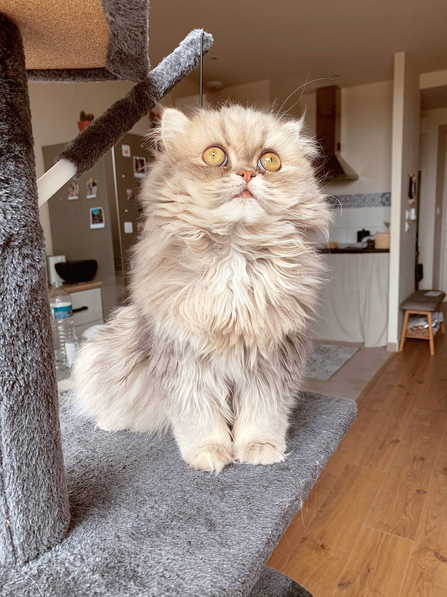 Mulan participe au concours pour gagner de l'argent avec cette photo : british_longhair, carnivore, cat, chair, fawn, felidae, floor, flooring, glasses, grey, hardwood, plank, small_to_medium_sized_cats, snout, tail, terrestrial_animal, varnish, whiskers, wood, wood_stain