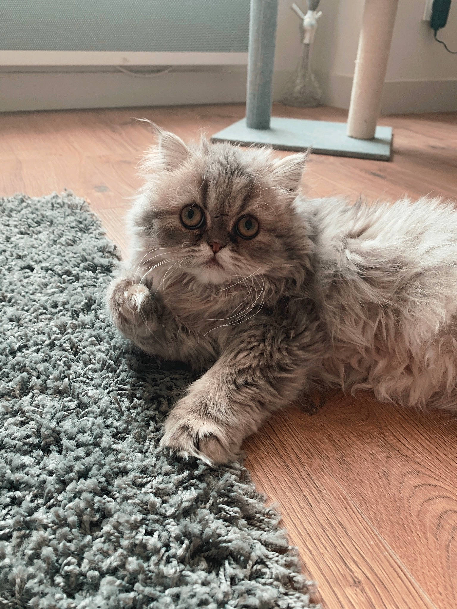 Mulan participe au concours pour gagner de l'argent avec cette photo : british_longhair, carnivore, cat, claw, comfort, domestic_short_haired_cat, fawn, felidae, flooring, fur, grey, groundcover, hardwood, paw, sitting, small_to_medium_sized_cats, soil, tail, terrestrial_animal, whiskers