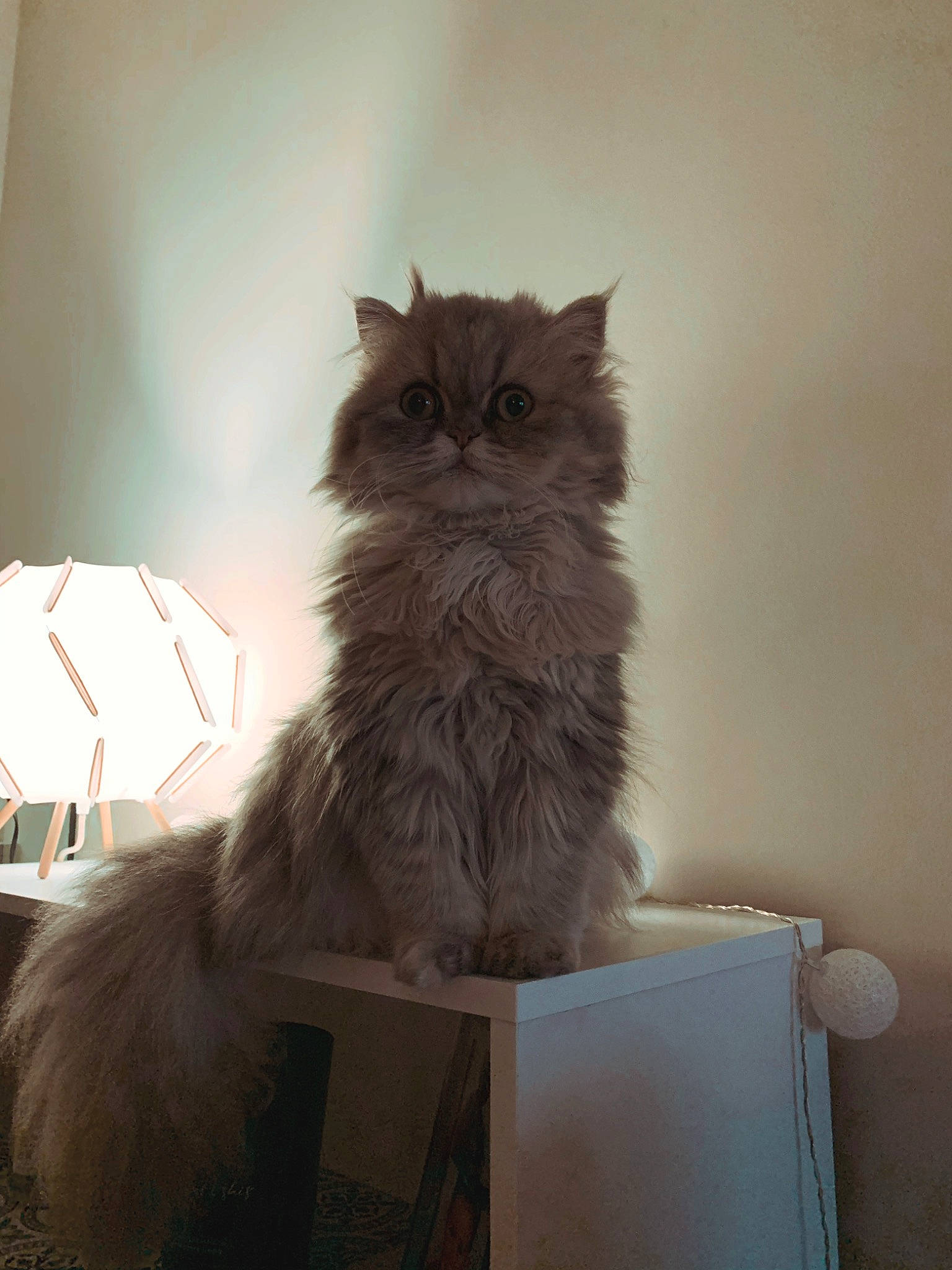 Mulan a rejoint le concours — aidez-le/la à gagner de superbes lots ! box, british_longhair, cardboard, carnivore, cat, event, fawn, felidae, fur, grey, maine_coon, persian, room, small_to_medium_sized_cats, tail, terrestrial_animal, whiskers, wood