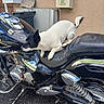 dog, motorcycle, black_and_white, leather_seat, outdoor, vehicle, pet, curious, sniffing, asphalt, metal, reflection, wall, mailbox, parking, side_view, small_dog, quiet, daytime, resting