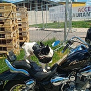 Zorro participe au concours pour gagner de l'argent avec cette photo : black_jacket, blue_sky, chrome, clouds, dog, engine, grass, handlebars, metal_fence, mirror, motorcycle, outdoor, pavement, pet, seat, shadow, small_dog, sunny, vehicle, wooden_pallets