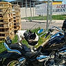 black_jacket, blue_sky, chrome, clouds, dog, engine, grass, handlebars, metal_fence, mirror, motorcycle, outdoor, pavement, pet, seat, shadow, small_dog, sunny, vehicle, wooden_pallets