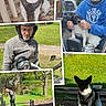dog, man, outdoor, grass, helmet, goggles, collage, pet, leash, harness, yard, garden, casual_clothing, motorcycle, sunlight, shadows, bench, fence, interaction, affection