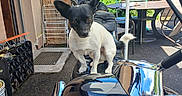 Zorro a rejoint le concours — aidez-le/la à gagner de superbes lots ! dog, motorcycle, outdoor, pet, black_and_white, seat, vintage, building, garden, table, chair, sunny, daylight, reflection, metal, asphalt, fence, greenery, small_dog, ears