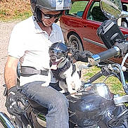 Zorro participe au concours pour gagner de l'argent avec cette photo : man, dog, motorcycle, helmet, outdoor, sunglasses, vehicle, pet, animal, riding_gear, greenery, car, casual_clothing, daylight, transportation, leisure, summer, roadside, fun, companionship