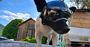 Zorro participe au concours pour gagner de l'argent avec cette photo : animal, black_and_white, canine, closeup, clouds, daylight, dog, fence, greenery, headgear, helmet, nature, outdoor, pet, reflection, sky, spikes, table, visor, wooden_shed