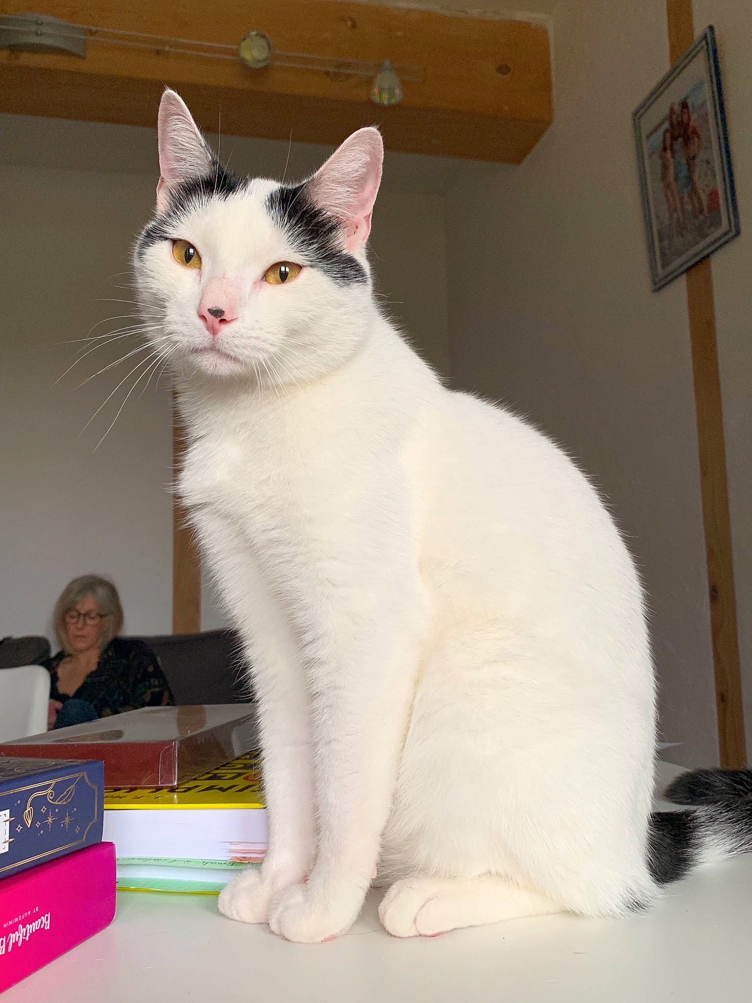 Panda participe au concours pour gagner de l'argent avec cette photo : aegean_cat, american_wirehair, asian, carnivore, cat, domestic_short_haired_cat, felidae, japanese_bobtail, mammal, person, small_to_medium_sized_cats, tail, turkish_angora, turkish_van, vertebrate, whiskers