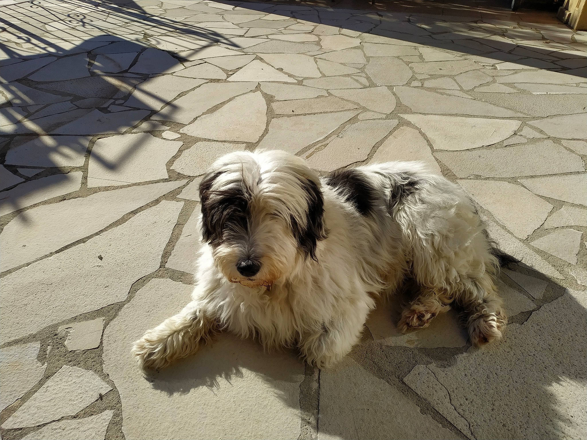 Floppy participe au concours pour gagner de l'argent avec cette photo : asphalt, biewer_terrier, canidae, carnivore, companion_dog, dog, dog_breed, flooring, fur, maltepoo, road_surface, romanian_mioritic_shepherd_dog, schapendoes, shadow, sidewalk, small_terrier, sporting_group, terrier, toy_dog, working_animal