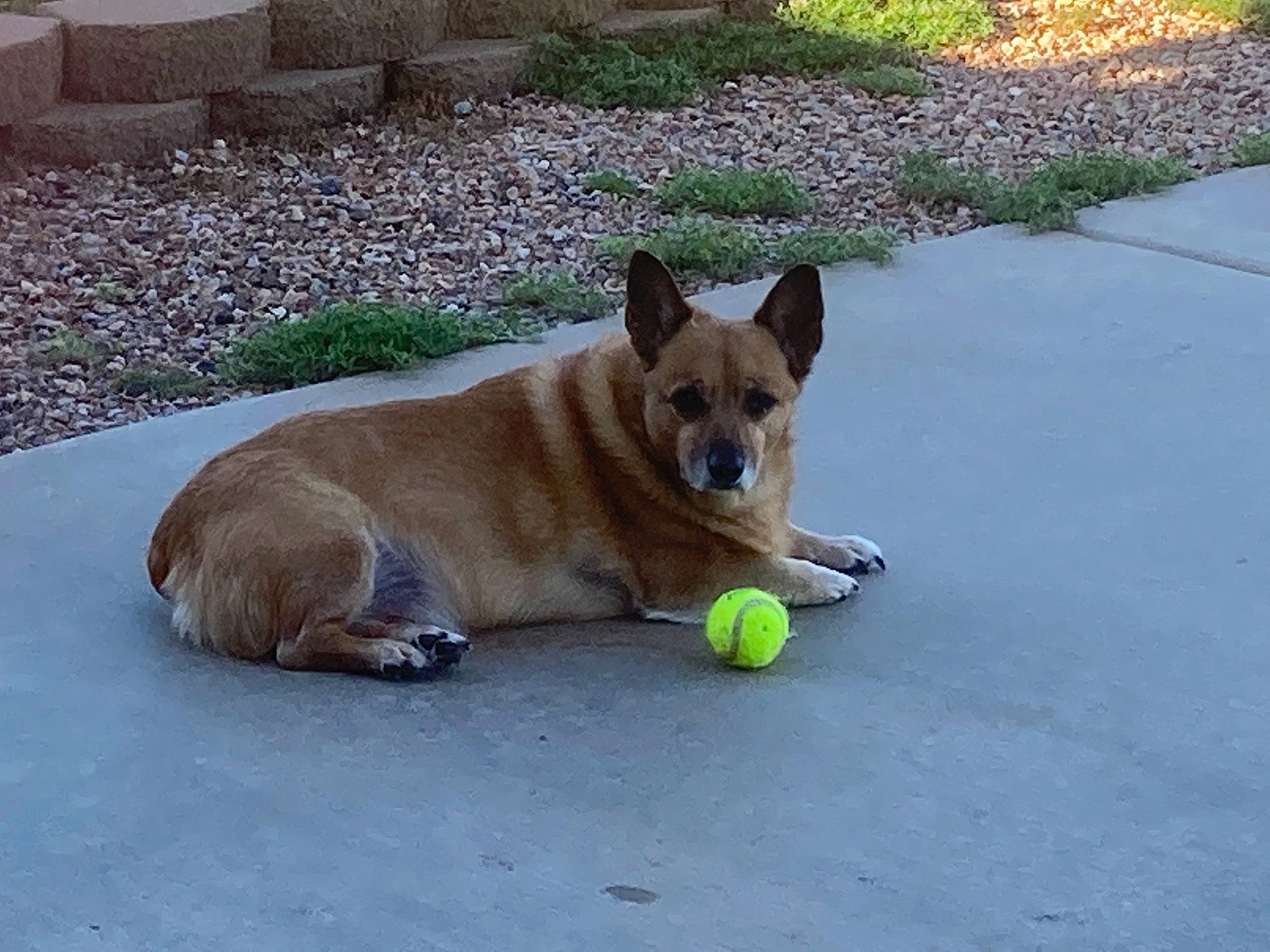 Yogi is registered to the contest to win money with this photo: ball, carnivore, collar, companion_dog, dog, dog_breed, dog_supply, fawn, flooring, flyball, grass, pet_supply, plant, road_surface, sidewalk, snout, sports_equipment, tennis_ball, tennis_equipment, working_animal