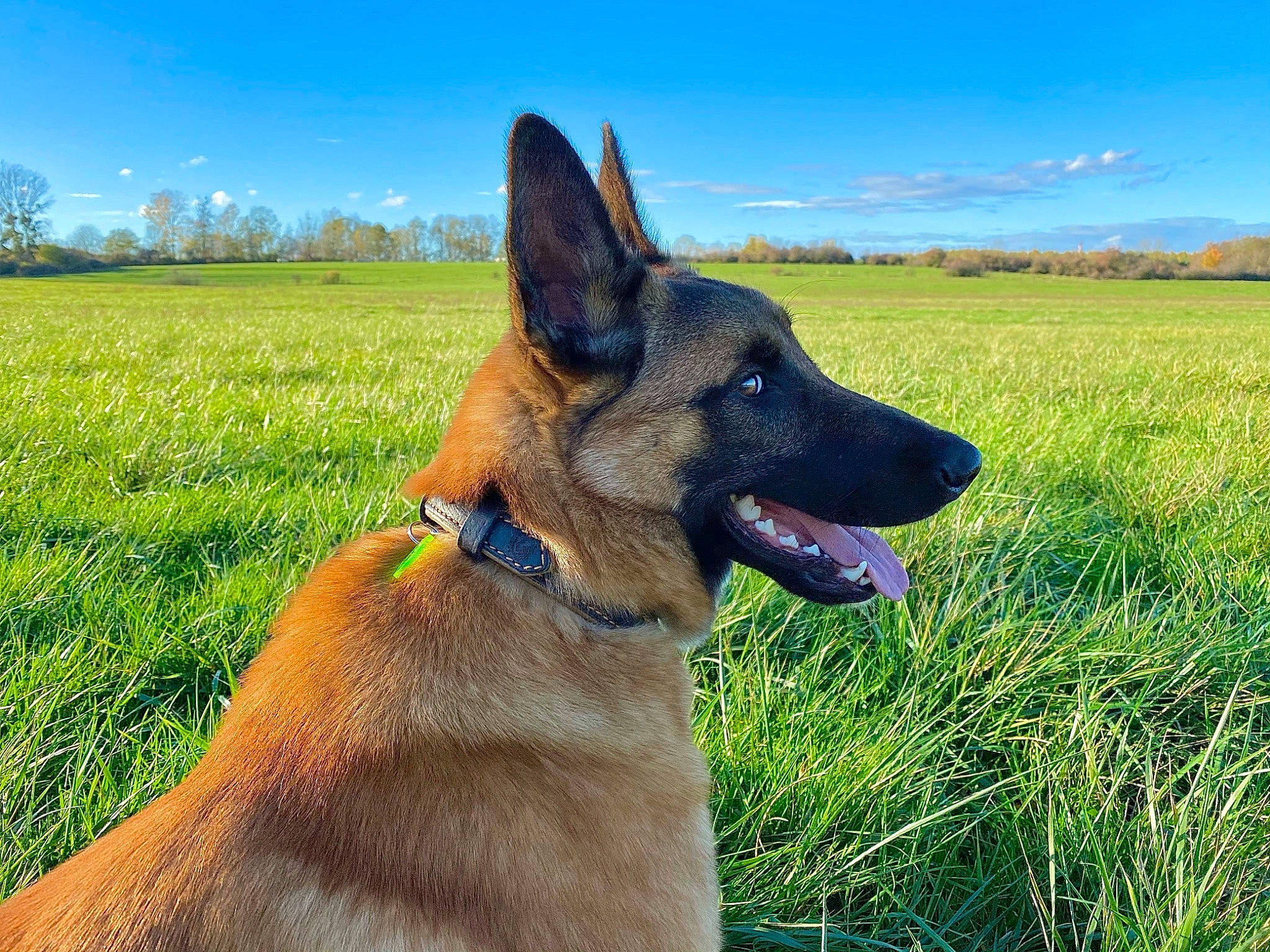 Togo a rejoint le concours — aidez-le/la à gagner de superbes lots ! belgian_shepherd, belgian_shepherd_malinois, canidae, carnivore, dog, dog_breed, east_european_shepherd, fawn, german_shepherd_dog, grass, king_shepherd, kunming_wolfdog, mammal, old_german_shepherd_dog, plant, shiloh_shepherd_dog, snout, tervuren, vertebrate, working_dog