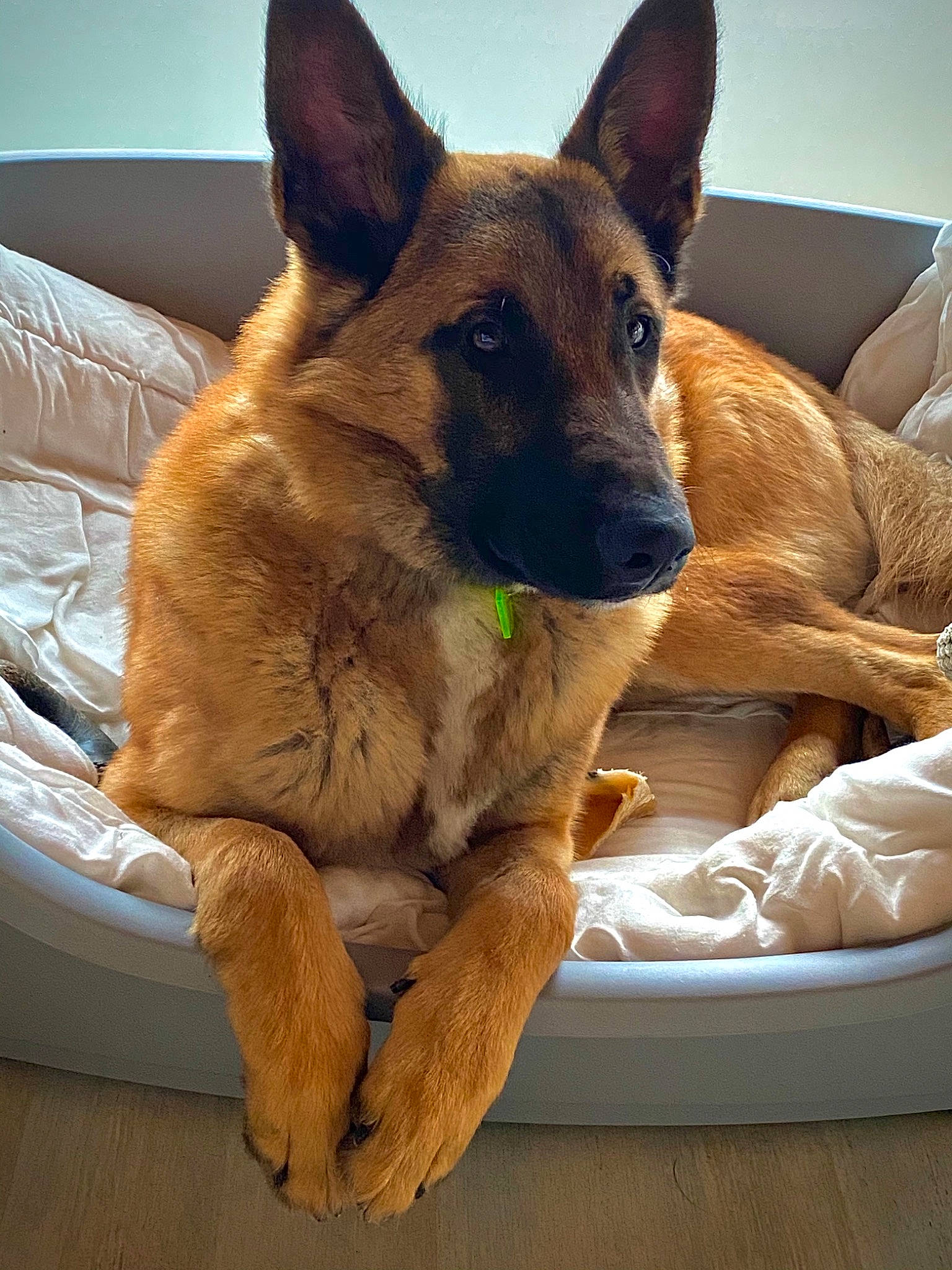 Togo a rejoint le concours — aidez-le/la à gagner de superbes lots ! belgian_shepherd, belgian_shepherd_malinois, canidae, carnivore, carolina_dog, dog, dog_breed, fawn, formosan_mountain_dog, german_shepherd_dog, king_shepherd, kunming_wolfdog, laekenois, mammal, old_german_shepherd_dog, rare_breed_dog, snout, vertebrate