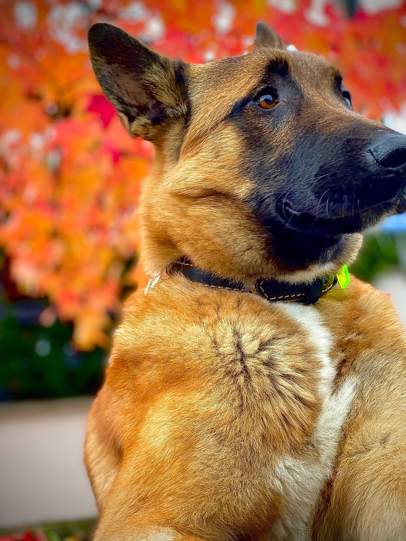 Togo participe au concours pour gagner de l'argent avec cette photo : belgian_shepherd, belgian_shepherd_malinois, canidae, carnivore, dog, dog_breed, fawn, flower, german_shepherd_dog, mammal, plant, potcake_dog, rare_breed_dog, snout, vertebrate, whiskers, working_dog